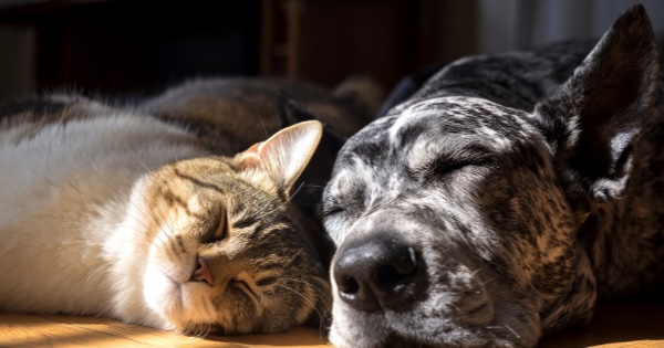 Getting enough sleep to prevent chronic disease